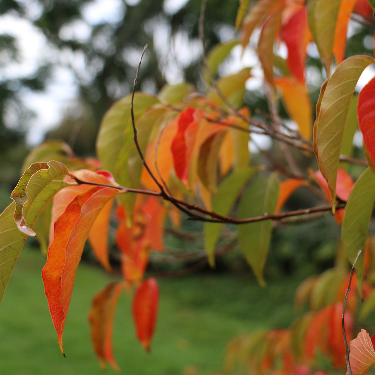 Specimen Trees